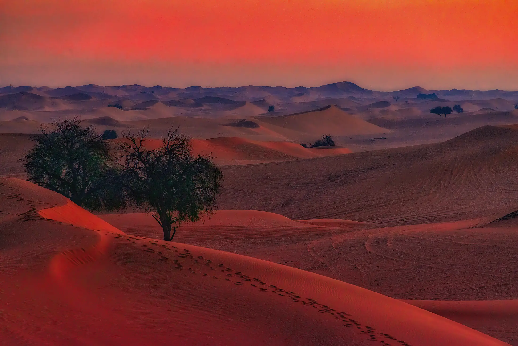 Sonnenuntergang über den Dünen der Wüste Rub al-Khali mit Akazienbäumen