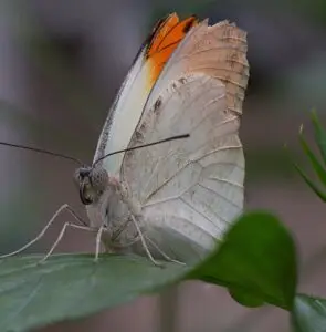 Großer Orange-Tip Schmetterling auf einem Blatt, aufgenommen mit Focusstacking-Technik für optimale Tiefenschärfe.