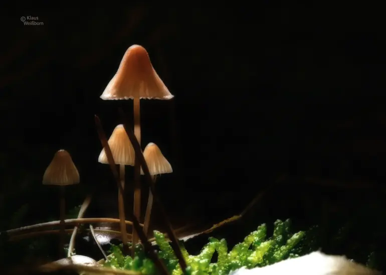 Gruppe kleiner, blasser Pilze mit schlanken Stielen, wachsend auf moosbedecktem Waldboden mit herabgefallenen Blättern.
