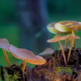 Zauberhafte Pilzgruppe auf altem Holz – Makrofotografie (Diese Pilze könnten zur Gattung Mycena (Helmlinge) oder Galerina (Häublinge) gehören)