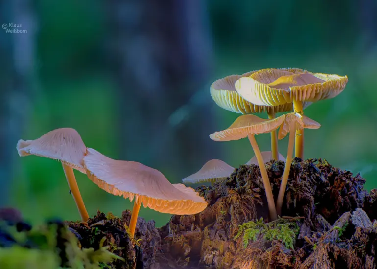Makrofotografie einer Gruppe filigraner Pilze auf morschem Holz mit weichem Bokeh-Hintergrund.
