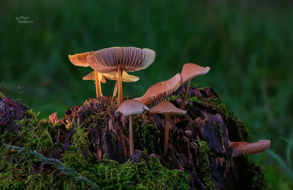 Pilze auf moosbedecktem Baumstumpf im Wald, fotografiert mit Focus-Stacking-Technik.