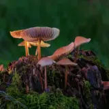 Focus-Stacking von Pilzen im Wald. Vermutlich Stockschwämmchen.