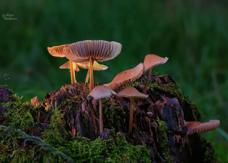 Pilze auf moosbedecktem Baumstumpf im Wald, fotografiert mit Focus-Stacking-Technik.