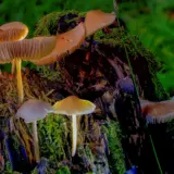 Focus-Stacking von Pilzen im Wald