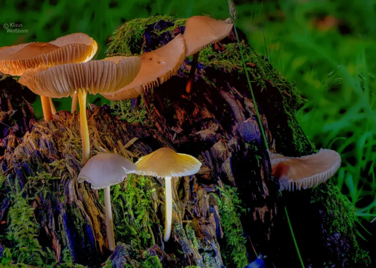Gruppe von Pilzen auf moosbedecktem Baumstumpf im Wald, fotografiert mit Focus-Stacking-Technik.