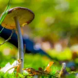 Detailreiche Makroaufnahme eines Pilzes im Wald