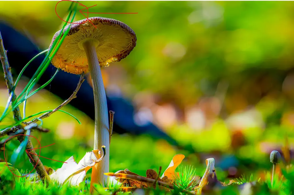 Focus Stacking Fehler – Ghosting und Doppelkonturen durch Windbewegung bei Pilzaufnahme