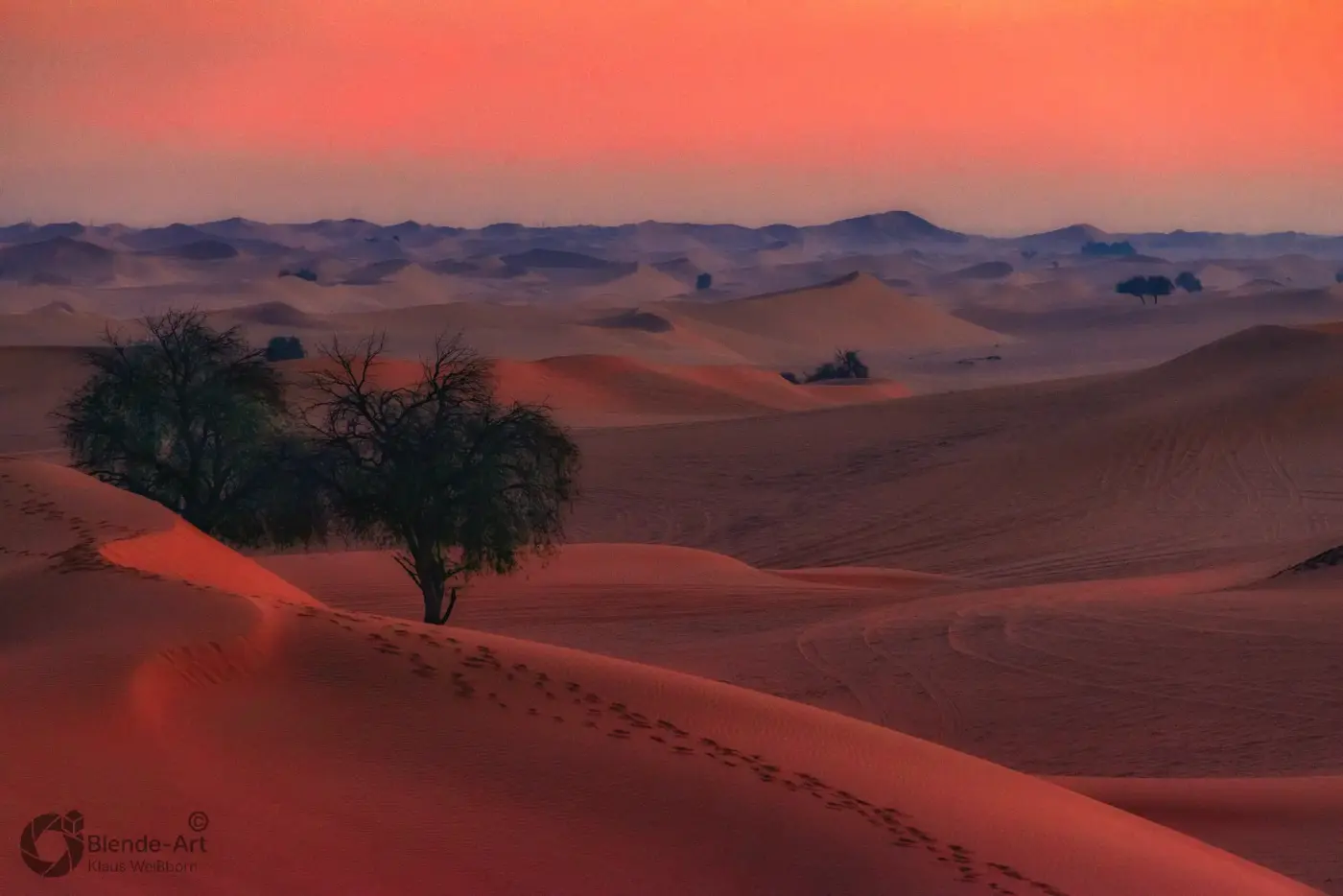Rote Sanddünen in der Rub' al-Khali-Wüste bei Sonnenuntergang mit vereinzelten Bäumen und Spuren im Sand