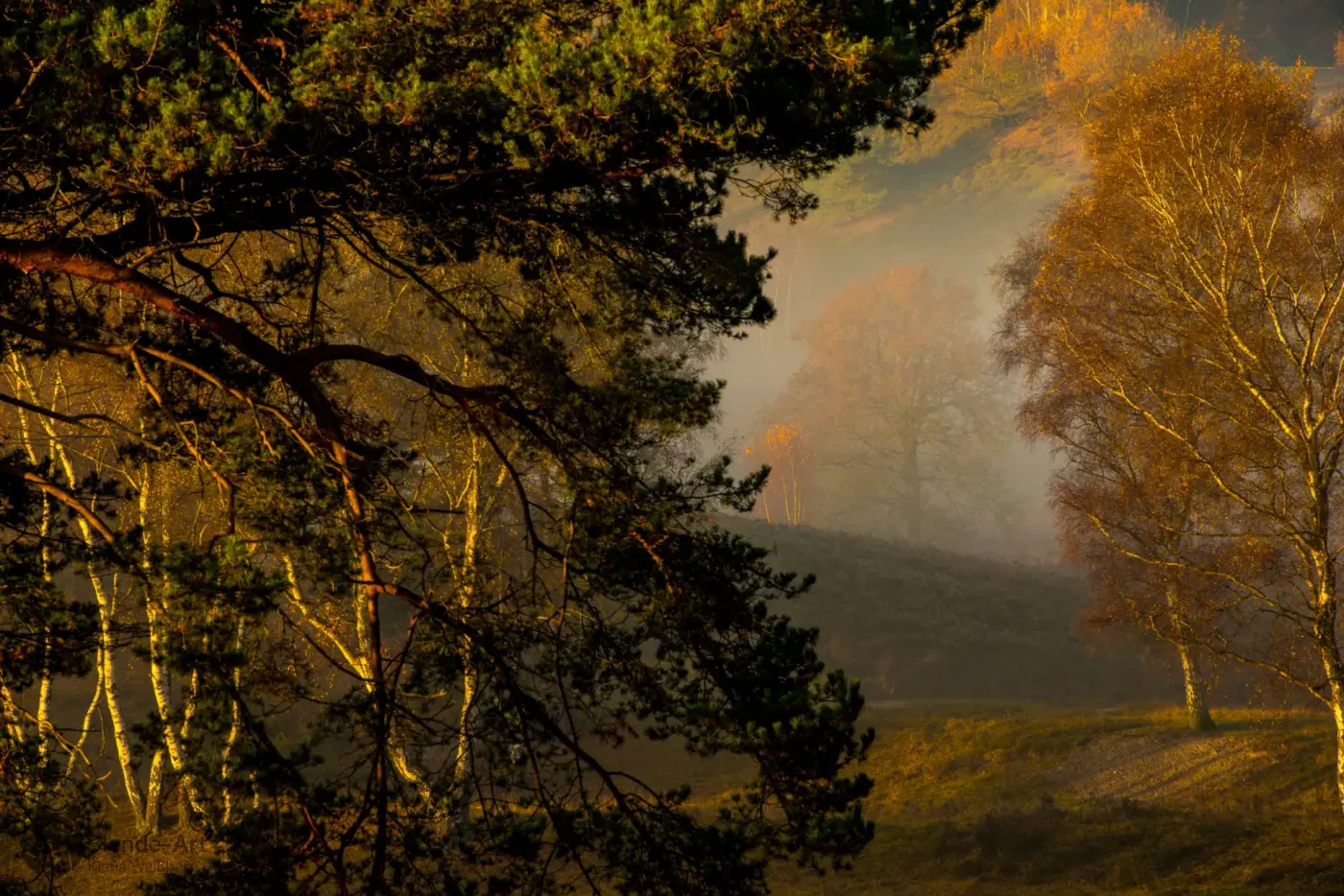 Herbstliche Landschaft in der Brunsumer Heide in den Niederlanden mit Nebel, goldenen Birken und sanften Hügeln
