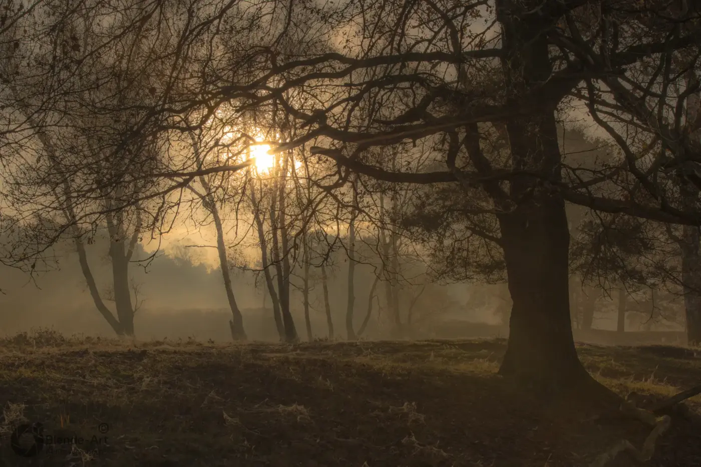 Sonnenlicht durchbricht den Nebel in der Brunsumer Heide in den Niederlanden, zwischen kahlen Bäumen in herbstlicher Landschaft.