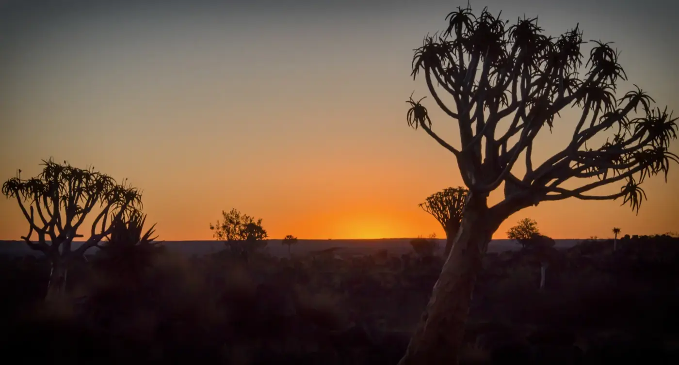 Sonnenuntergang im Köcherbaumwald bei Keetmanshoop in Namibia mit den silhouettierten Bäumen der Wüste