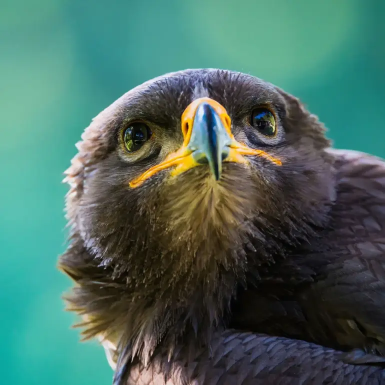 Porträt eines Steppenadlers mit intensivem Blick vor unscharfem Hintergrund