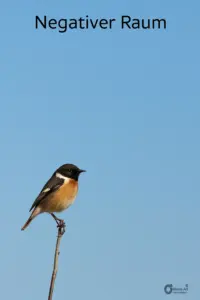 Negativer Raum – KI-generiertes Beispielbild mit Vogelmotiv zur Bildkomposition Vogel auf Ast mit viel freiem Raum im Bild – Beispiel für negativen Raum in der Fotografie
