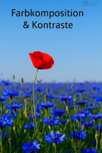Farbkomposition – KI-generiertes Beispiel mit starkem Komplementärkontrast Rote Mohnblume in einem Feld blauer Kornblumen – Beispiel für Farbkontrast in der Fotografie