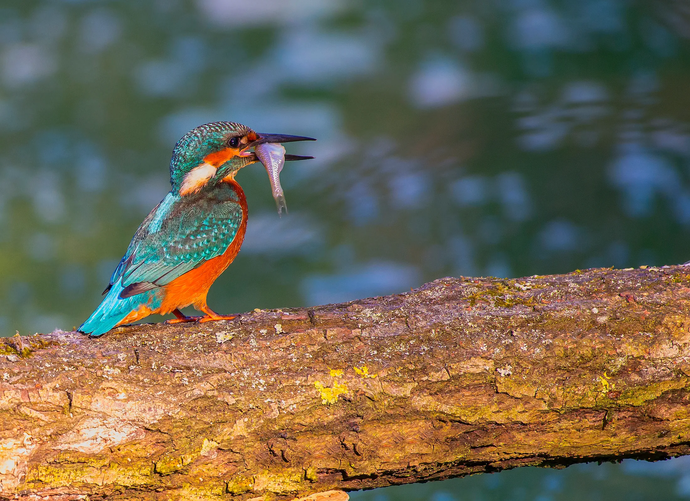 Eisvogel mit Fisch im Schnabel auf einem Ast