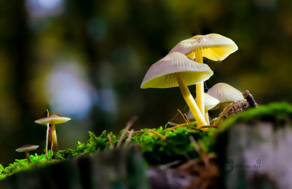 Makroaufnahme mehrerer Pilze (Buntstieliger Helmling) auf einem moosbewachsenen Baumstumpf, aufgenommen mit Fokusstacking für durchgehende Schärfe.