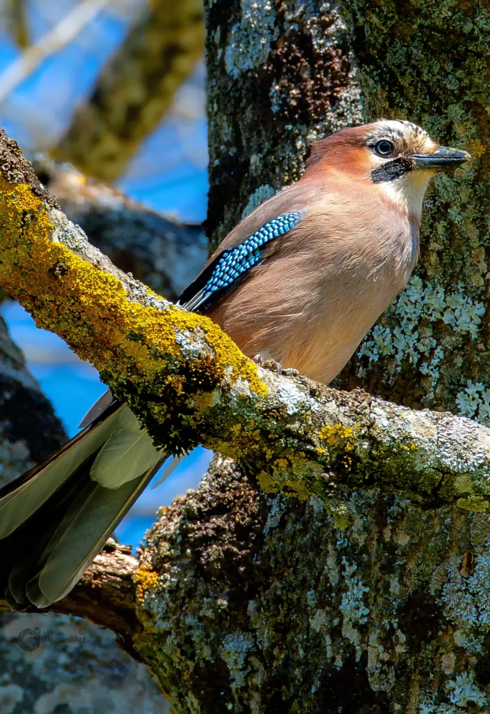 Eichelhäher sitzt auf einem moosbewachsenen Ast, aufgenommen mit der Nikon Z7II und 600 mm Teleobjektiv.