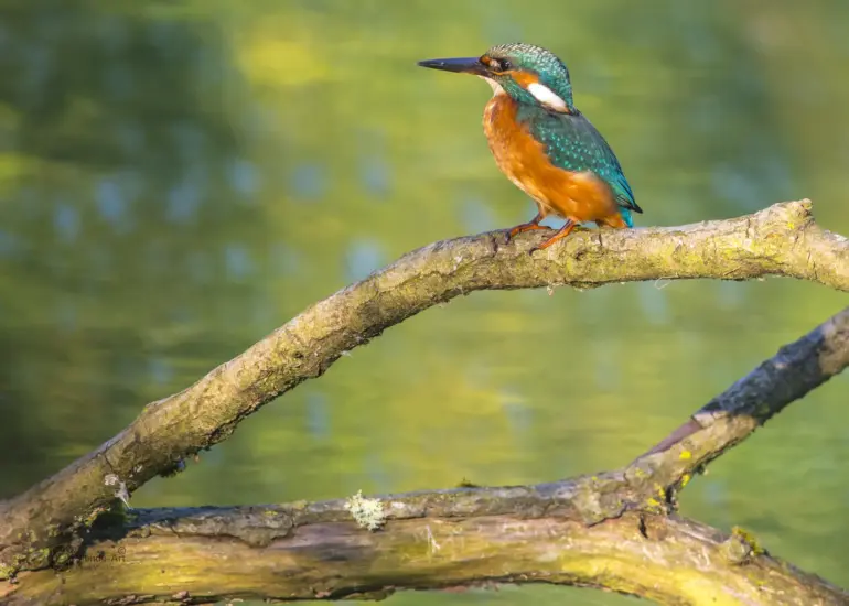 Eisvogel sitzt auf gebogenem Ast über grün schimmerndem Wasser