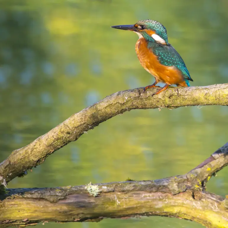 Eisvogel sitzt auf gebogenem Ast über grün schimmerndem Wasser