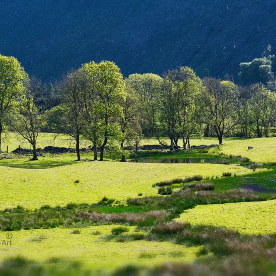 Grüne Hügellandschaft mit kleinen Tümpeln und Bäumen bei Invergarry in den schottischen Highlands.